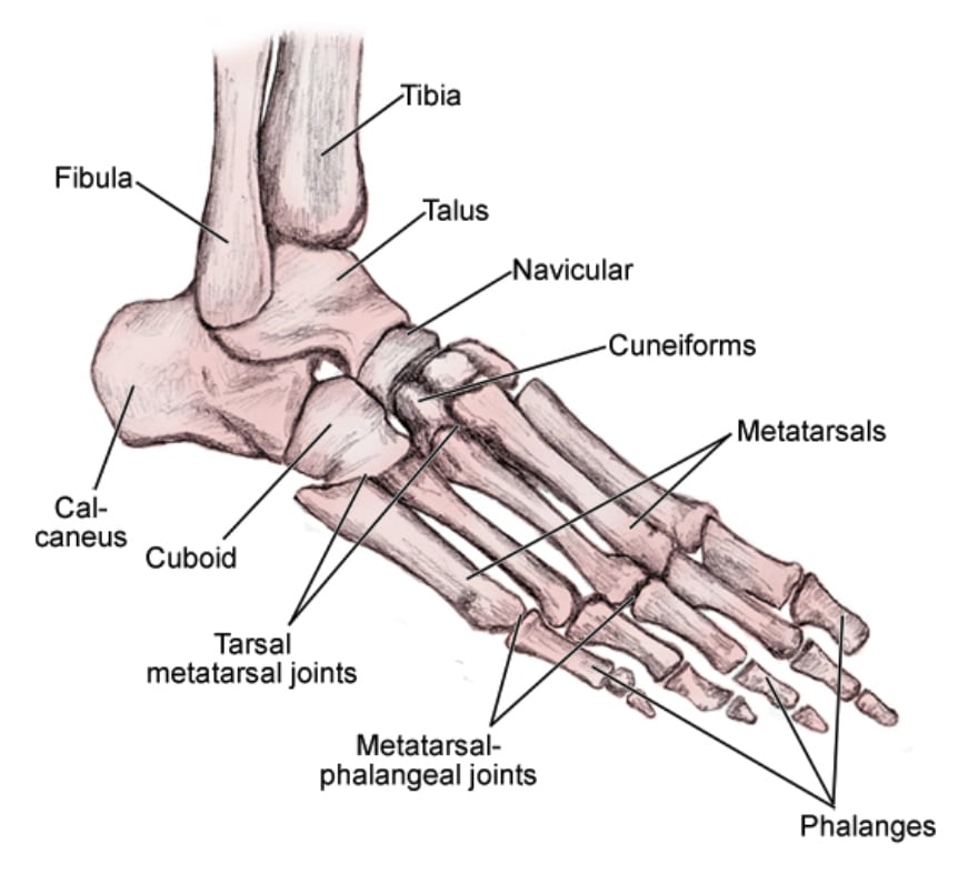 Bones of the Foot