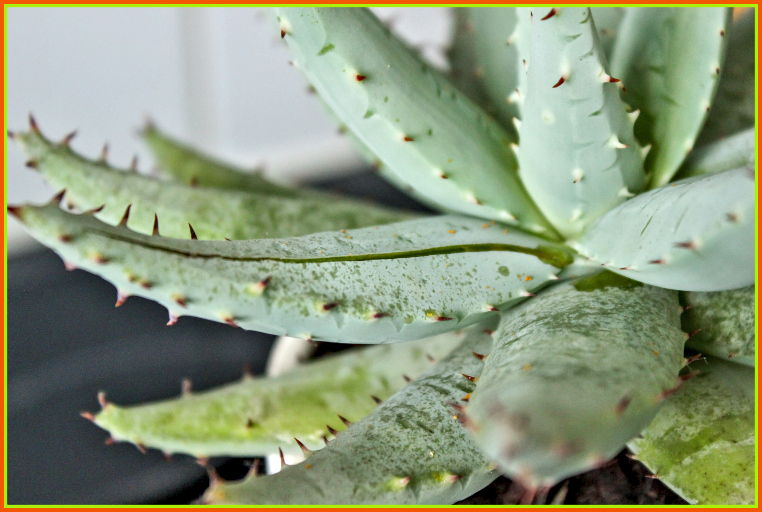 Aloe Vera for Gout Pain Relief